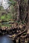 Lesson 10: Wetlands by Rudolph A. Rosen